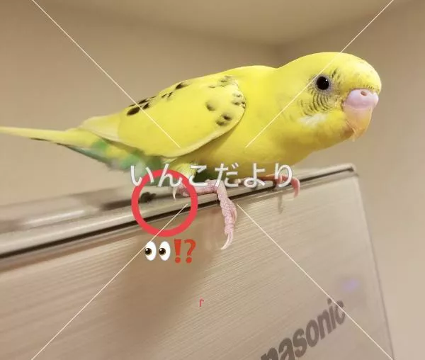 コメントの画像