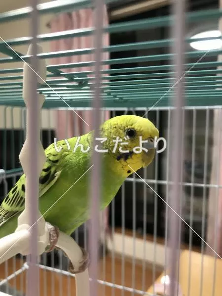 コメントの画像