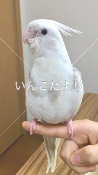 コメントの画像