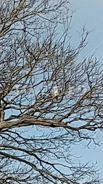 コメントの画像