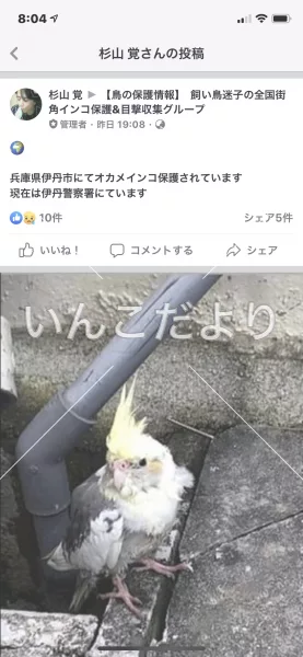 コメントの画像