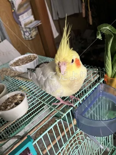 コメントの画像