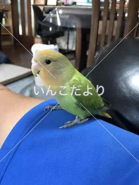 コメントの画像