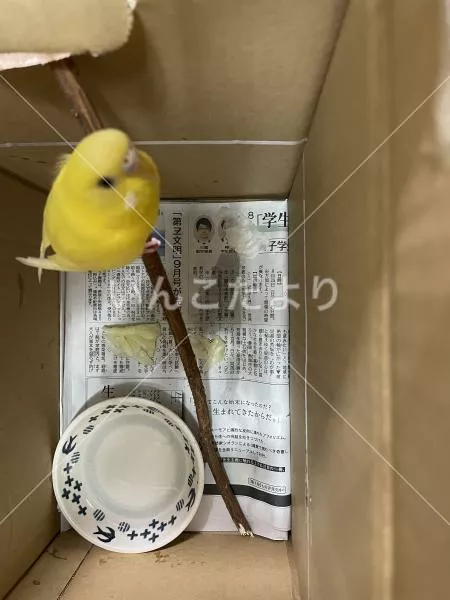 コメントの画像