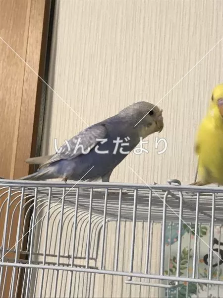 コメントの画像