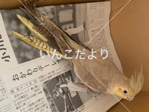 コメントの画像
