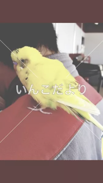 コメントの画像