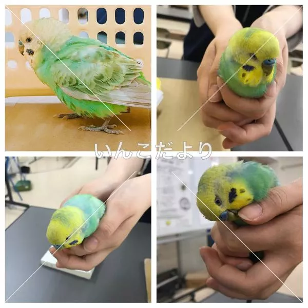 コメントの画像