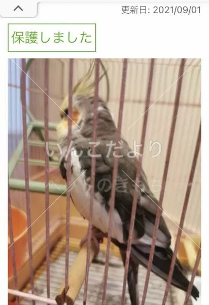 コメントの画像