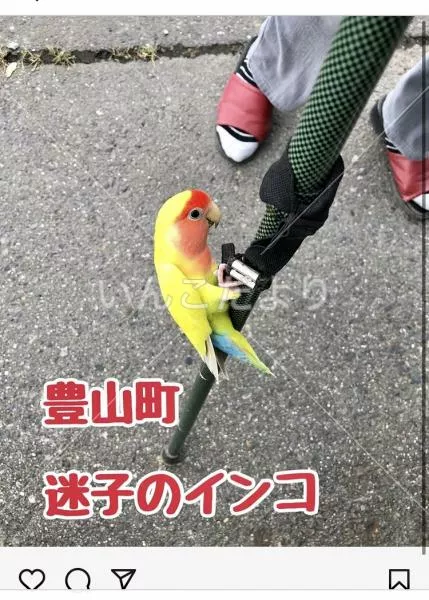 コメントの画像