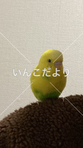 コメントの画像