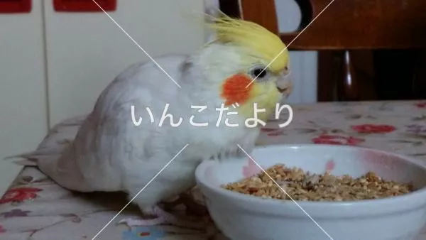 コメントの画像