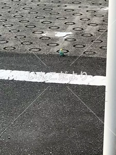 コメントの画像