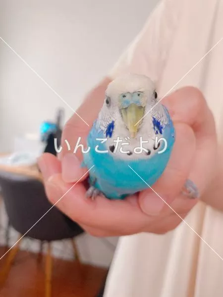 コメントの画像