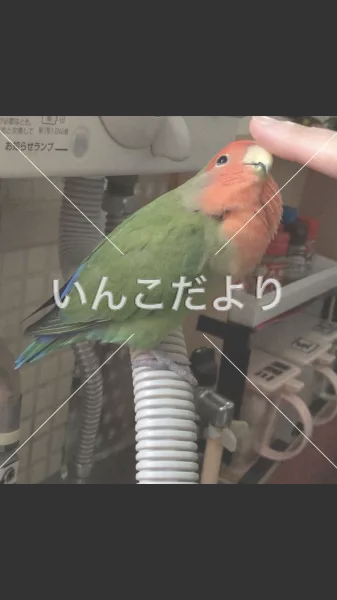 コメントの画像