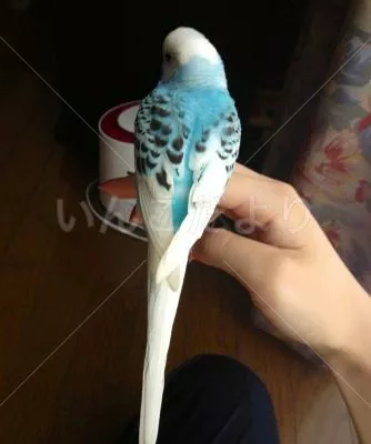 コメントの画像