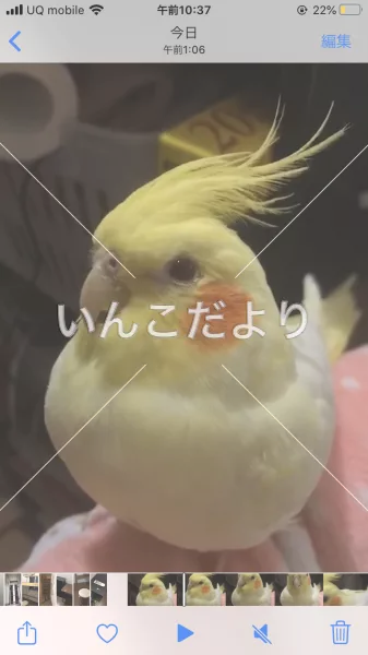 コメントの画像