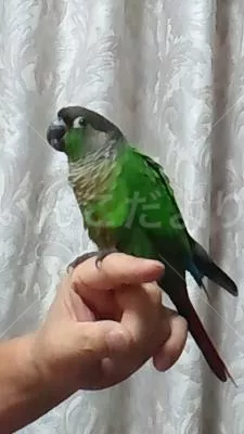 コメントの画像