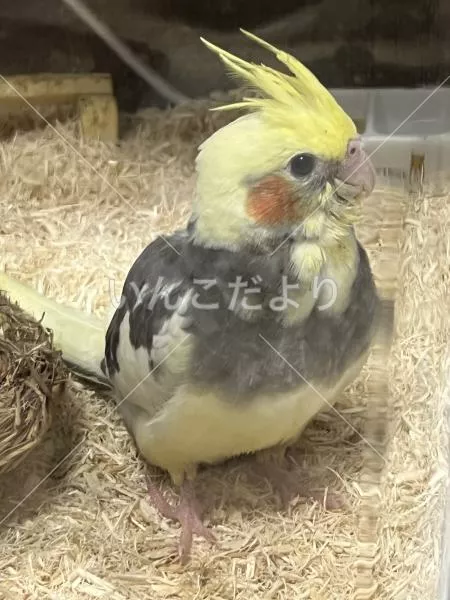 コメントの画像