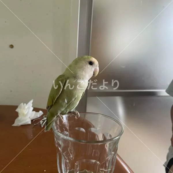 コメントの画像