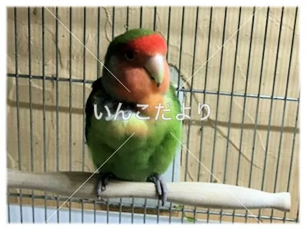 コメントの画像