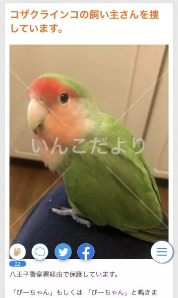 コメントの画像