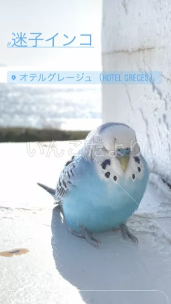 コメントの画像