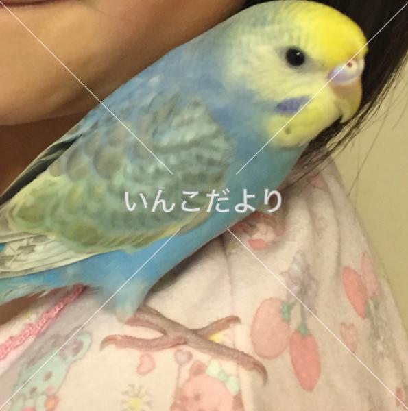 コメントの画像