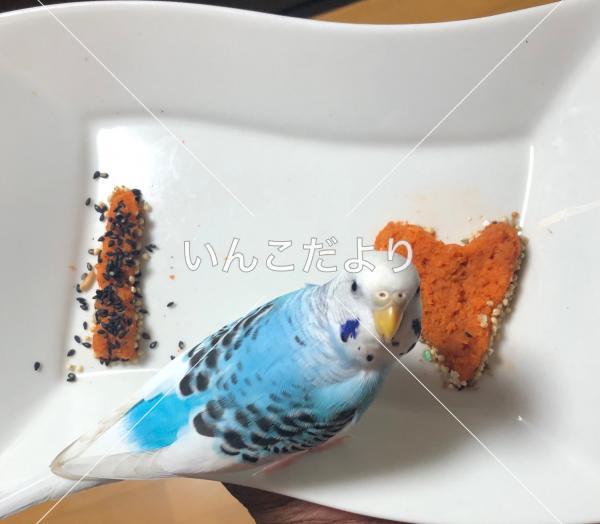 コメントの画像
