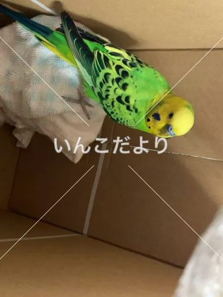 コメントの画像