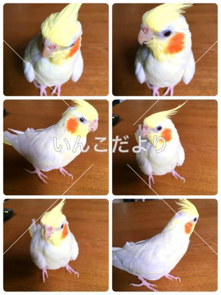 コメントの画像