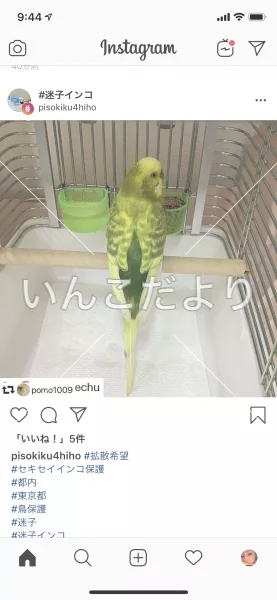 コメントの画像