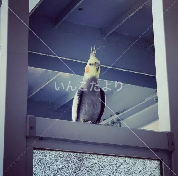 コメントの画像