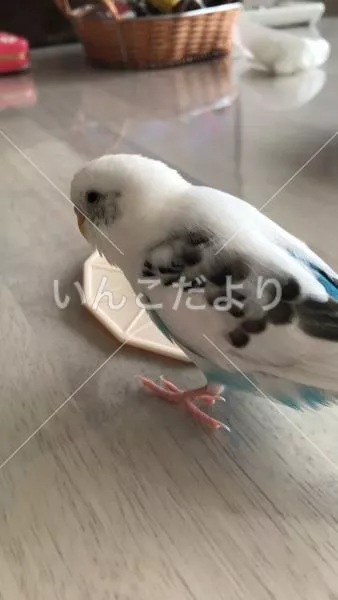 コメントの画像