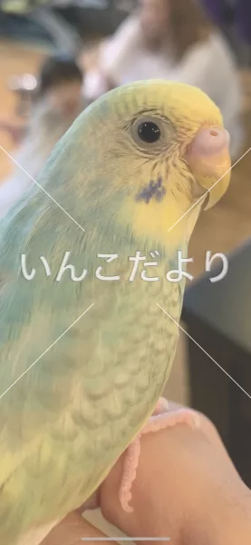 コメントの画像