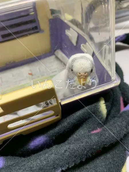 コメントの画像