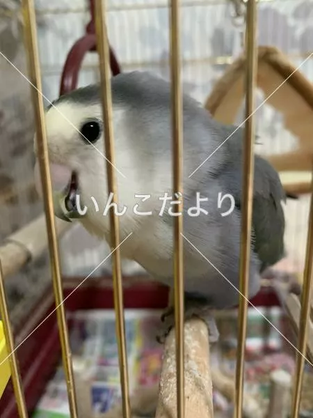 コメントの画像