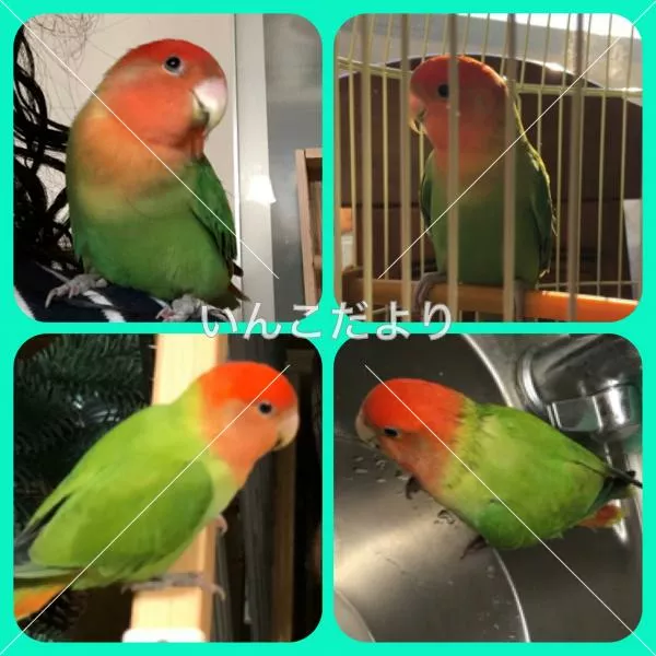 コメントの画像