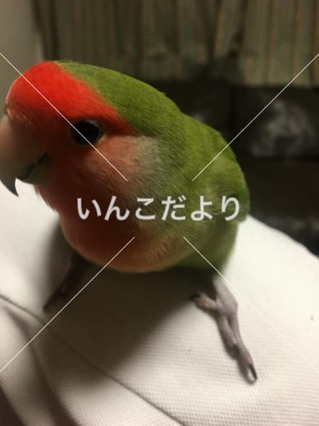 コメントの画像