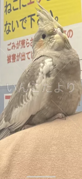 コメントの画像