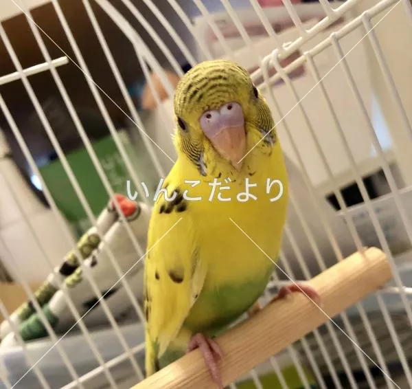 コメントの画像