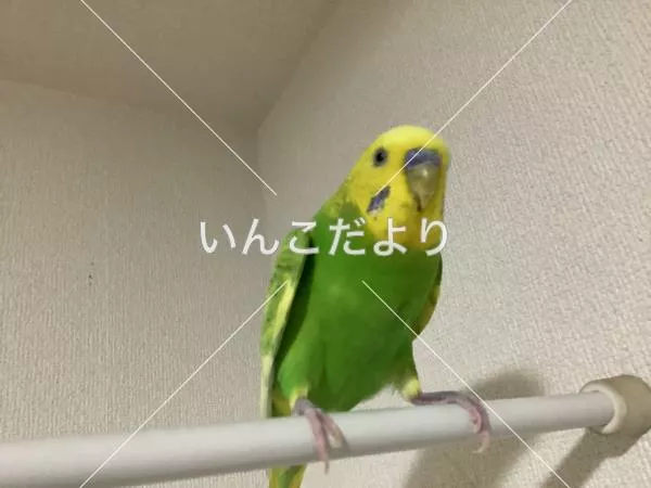 コメントの画像