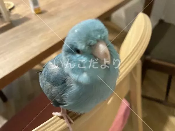 コメントの画像