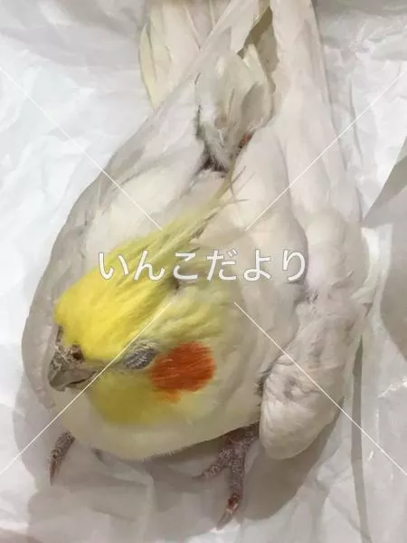 コメントの画像