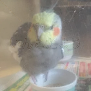 コメントの画像