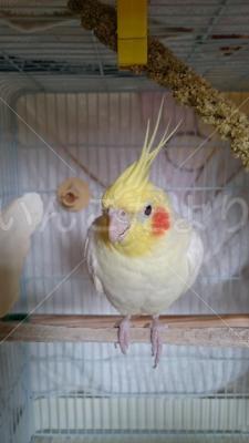 コメントの画像