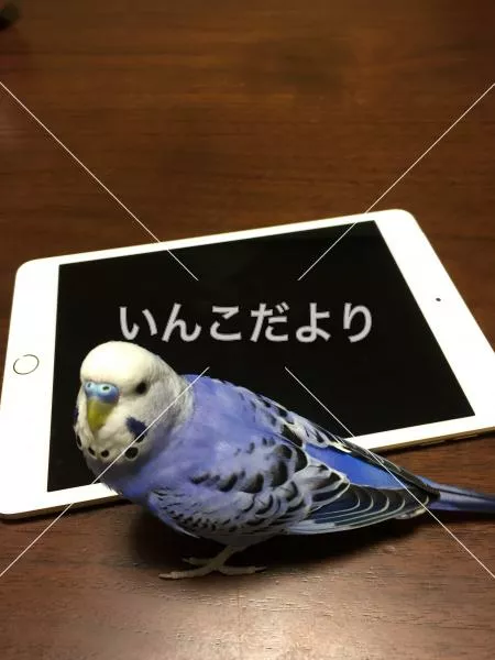 コメントの画像