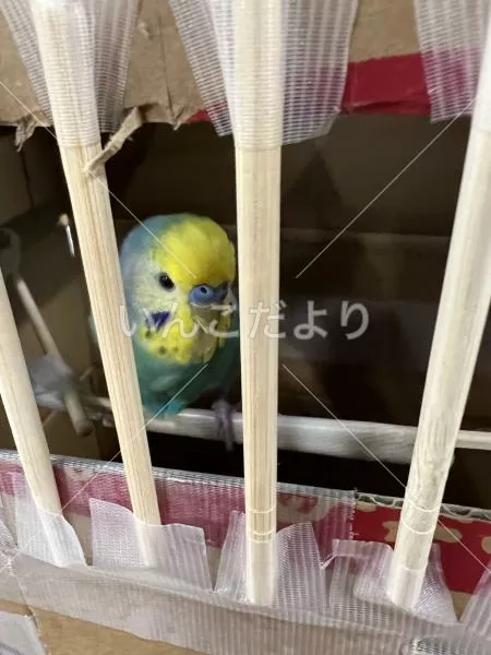 コメントの画像