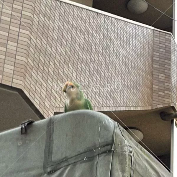 コメントの画像