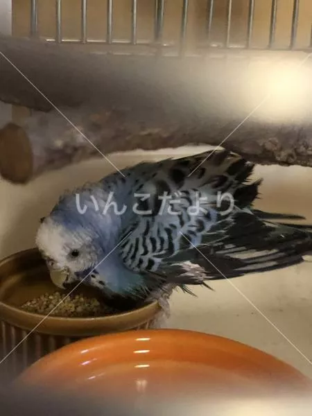 コメントの画像